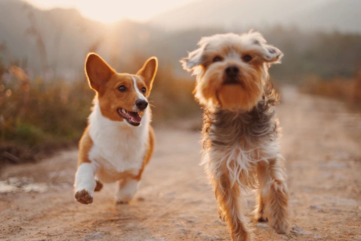 Famille et animaux : comment synchroniser les repas de sa tribu avec le planning partagé