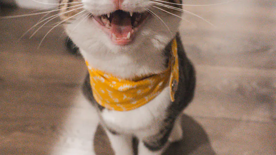 Vermifuger son chien ou son chat : calendrier complet, produits et erreurs à éviter